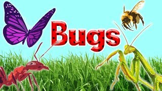 10 Interesting Insects || Insects for Kids || Bugs for Kids