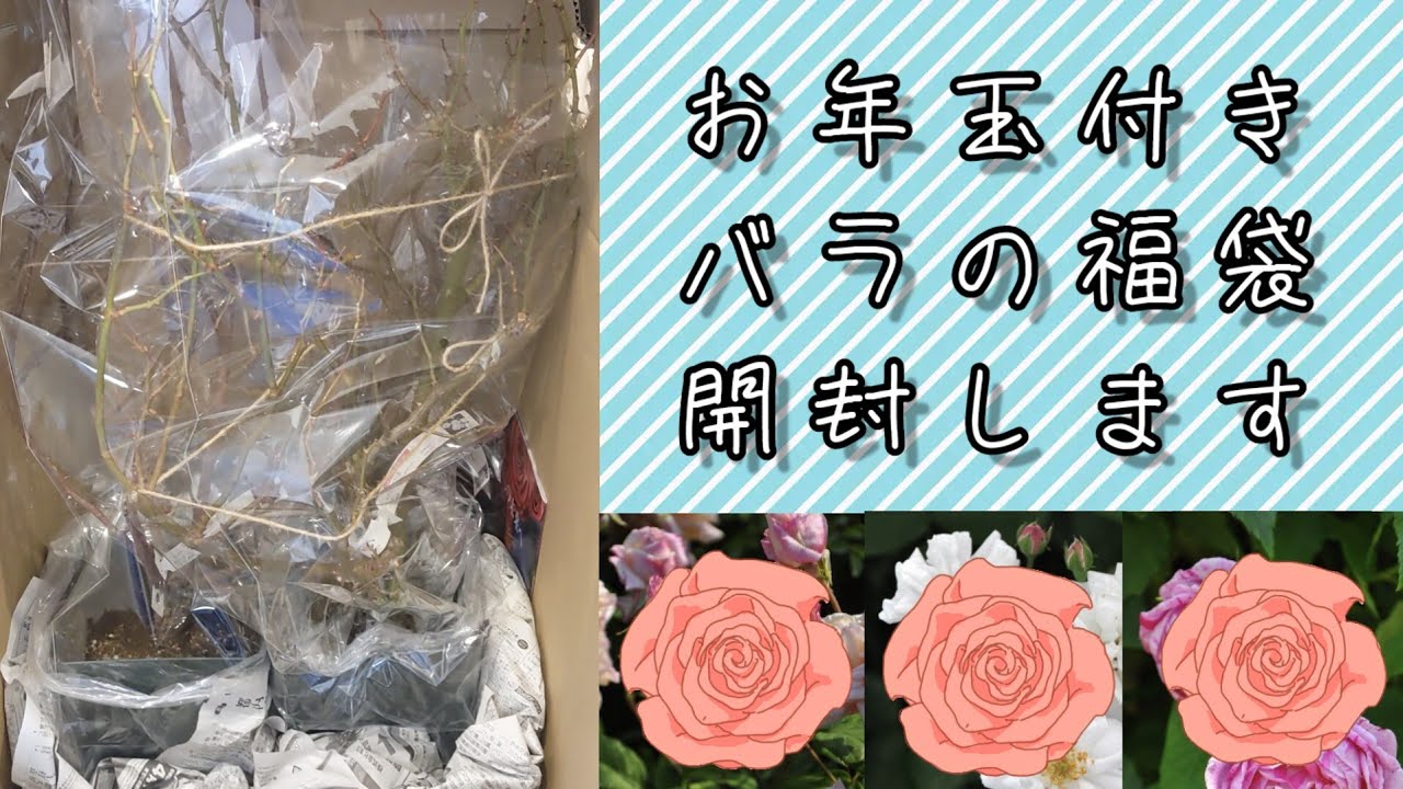 2023年バラの福袋】バラ福袋開封動画 - YouTube
