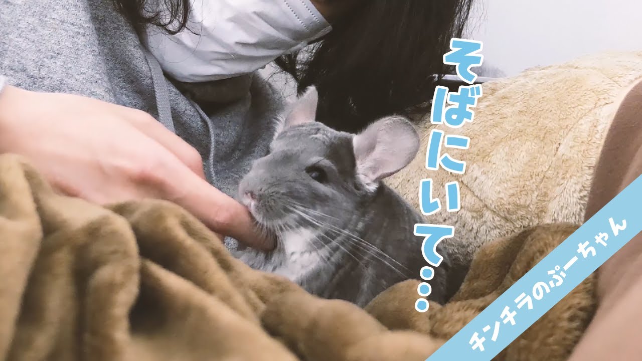 雷が怖くて飼い主のそばを離れないチンチラ Funny And Cute Chinchilla Youtube 雷が怖くて飼い主のそばを離れないチンチラ Funny And Cute Chinchilla Youtube
