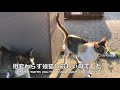 【野良猫】旧猫食堂のお客さん達は元気なのですか？（続報）Current situation of cat guests.