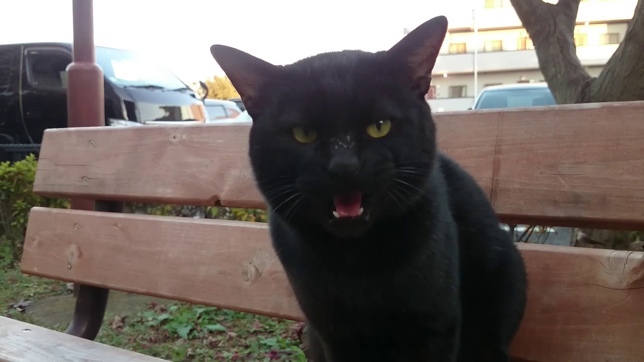 今日の黒猫ちゃんと 牛柄猫さん少しだけ Youtube