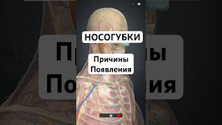НОСОГУБКИ- причины появления