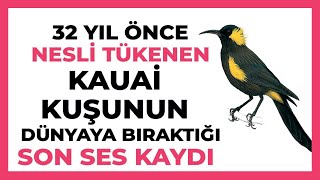32 Yıl Önce Nesli Tükenen Muhteşem Sesli Kuş Kauainin Dünyaya Bıraktığı Son Ses Kaydı