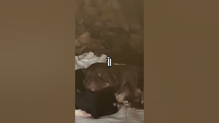 A Salvat CAINII Abandonati Din Romania ❤️👏