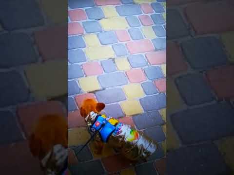 Видео: прогулянка з собакою 🐕🐕🐕🐶🐶🐕