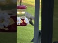 Female ruby-throated hummingbird & male at the end so cute 😊 #backyard#nature#birds