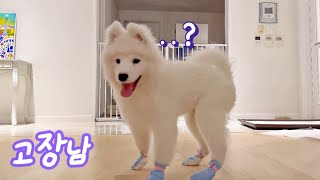 A Puppy Trying On Shoes For The First Time by 사모예드 티코 3,889 views 9 days ago 3 minutes, 26 seconds