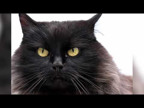 Норвежская лесная кошка: