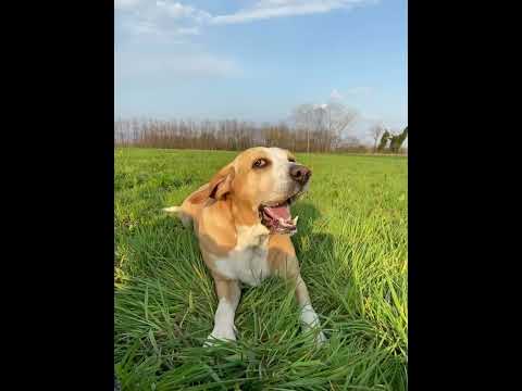 Cani che abbaiano