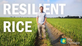 Genetically modified rice could be key to tackling food shortages caused by climate change