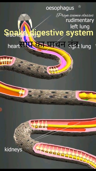 snake digestive system and bones(सांप का पाचन तंत्र और हड्डियां)3D ...