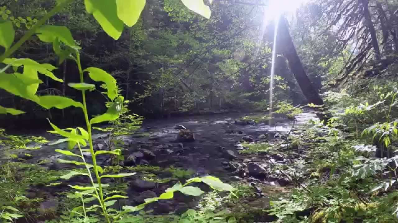 Opal Creek to Cedar Flats Hike YouTube
