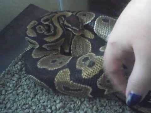 video phone beyonce mp3 How to: Pick up your snake