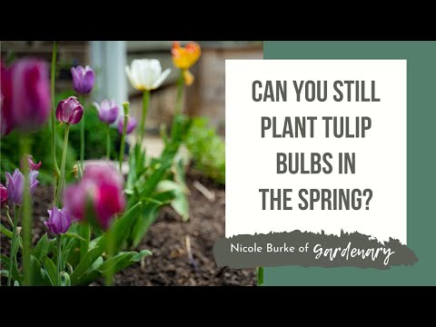 Video: Bulbi di tulipani Greigii: impara come prenderti cura delle varietà di tulipani Greigii