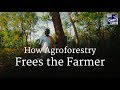 How Agroforestry Frees the Farmer – Sadhguru