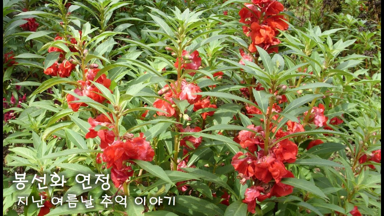 무더웠던 지난 여름날 추억 이야기 - 봉선화 연정