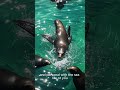 Explore Dubai’s Underwater Zoo in a Minute 🐧🌊 #shorts #uae