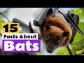 15 Facts About Bats 🦇 - Learn All About Bats - Animals for Kids - Educational Video