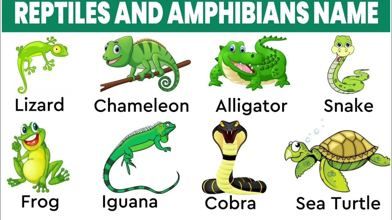 Reptiles name reptiles name for kids English vocabulary learn