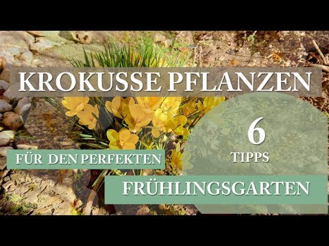 Video: Tipps zur Vermehrung von Krokuszwiebeln – So vermehren Sie Krokusblüten