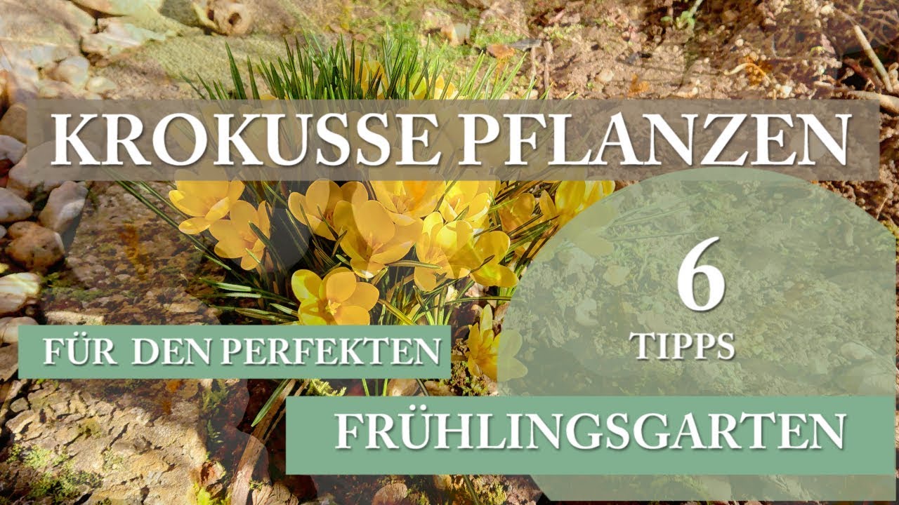 Mehr Freude am Garten | Krokusse pflanzen – Sechs Tipps für den perfekten Frühlingsgarten video editing software free