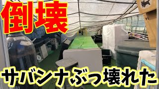 倒壊で完全にペチャンコ‼めだか屋サバンナがぶっ壊れたけど間もなくリニューアルオープン‼サンシャイン.ホワイトダイヤ.安らぎAQUAちゃんねる