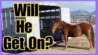 ~Rescue horse Stallion takes a trailer ride~