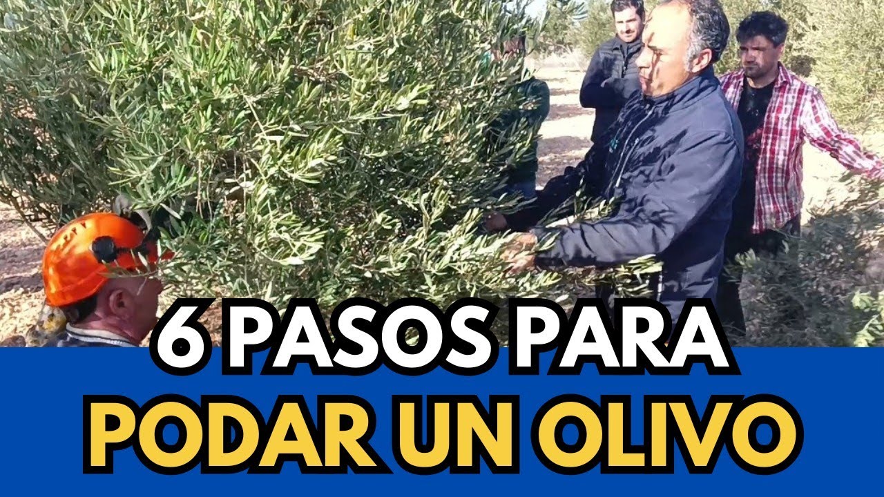 ✅ 6 Pasos Esenciales para Podar un Olivo. Teórica y Práctica. Campo de Criptana #ciudadreal