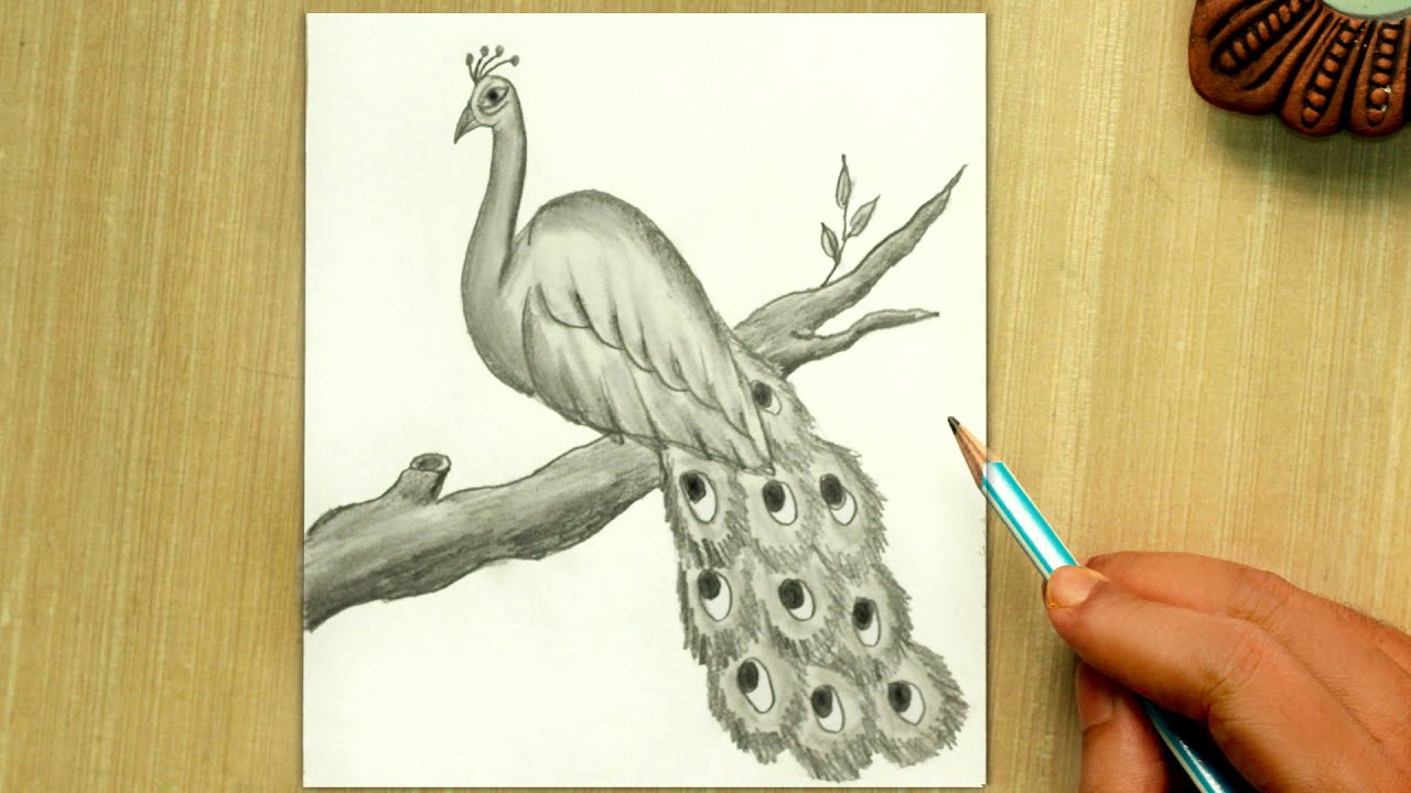 Peacock Drawing | Simple Peacock Pencil Sketch Drawing Easy - YouTube