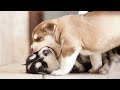 Funny And SOO Cute Husky Puppies Compilation #04 - Cutest Husky Puppy
