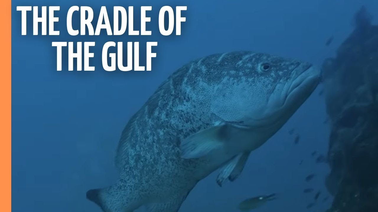 Aquarium Of The World - The Cradle Of The Gulf (2023)