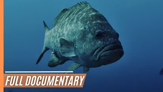 Aquarium Of The World - The Cradle Of The Gulf | Full Documenatry