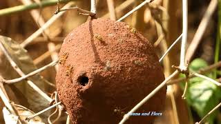 WASP POLYBIA EMACIATA (Nest protected with mud), flapping their wings, cooling the sun-warmed hive,