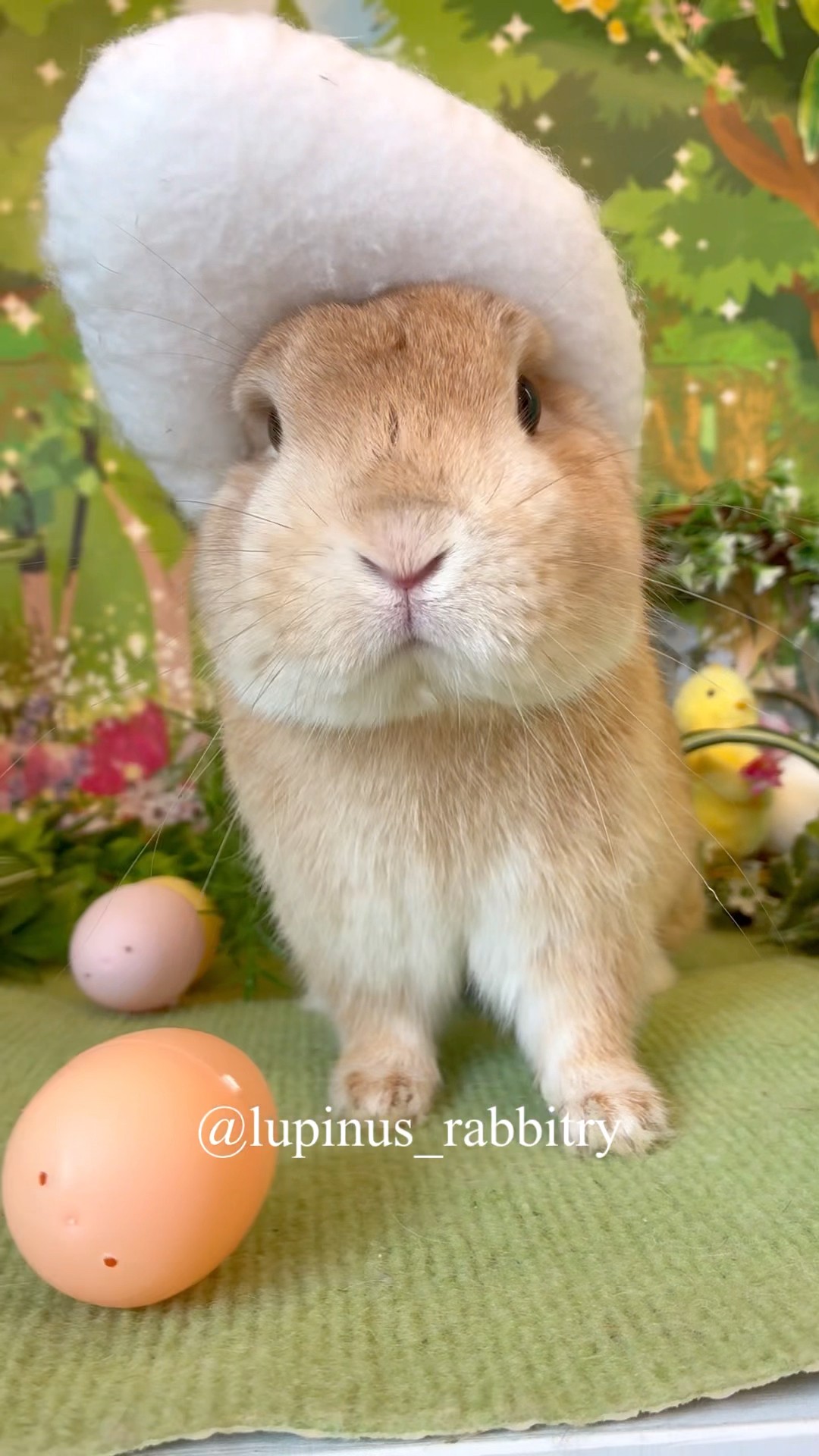 なんで？】卵にすりすりし続けるうさぎさん、その理由が可愛すぎた