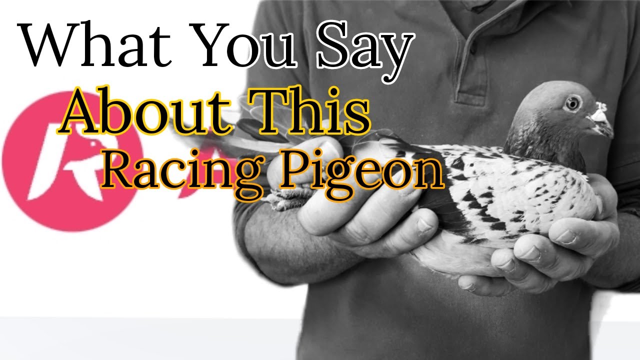 Top Class Racing Pigeon Sold Out In AviRings Pigeon Auctions How Many Marks You Give This Bird