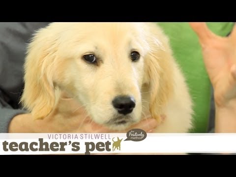 familiarizing-your-puppy-to-touch-|-teacher's-pet-with-victoria-stilwell