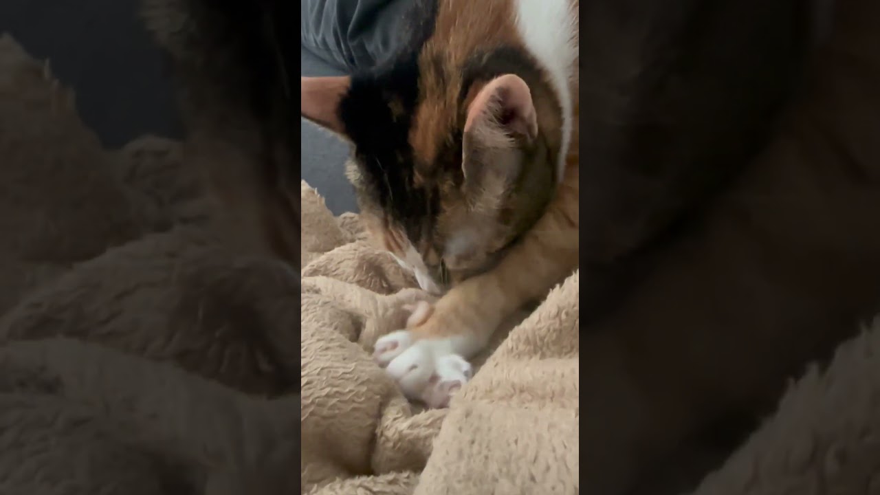 Her favorite blanket 🥰🥰😍 #cat