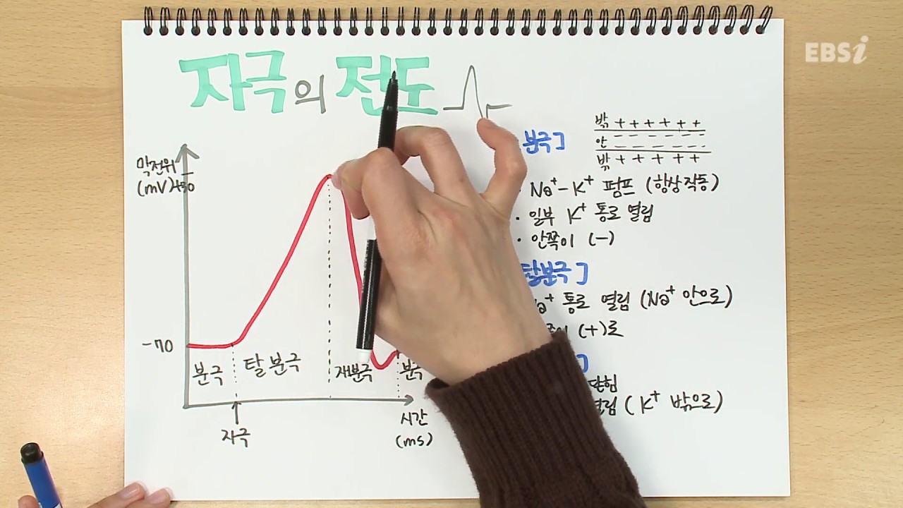 자극의 전도 | 가볍게 공부하는 박소현의 생명과학 스케치북, 개정 생명과학, 노트필기, 문제풀이 | EBSi 고교강의
