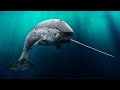 Narwhal - Amazing Animal