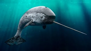 Download Lagu Narwhal - Amazing Animal MP3 Download Lagu Narwhal - Amazing Animal MP3