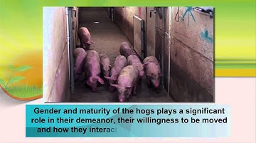 Safe Pig Handling