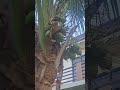 Coconut wifi #coconut #gardening #youtubeshorts #follower