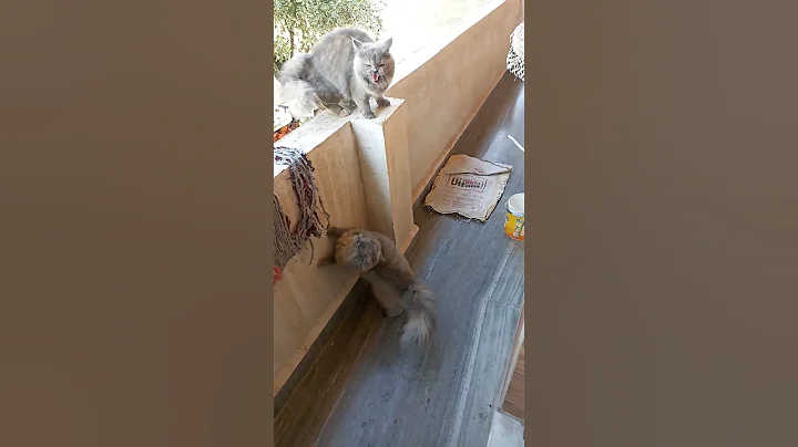 Video 3818701: british longhair persian, british longhair cat grooming, longhair british cat sound, cat vs british, cats catlover, angry cat