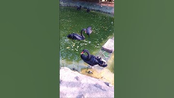 Black Swan🦢 || Adventure Field🌟