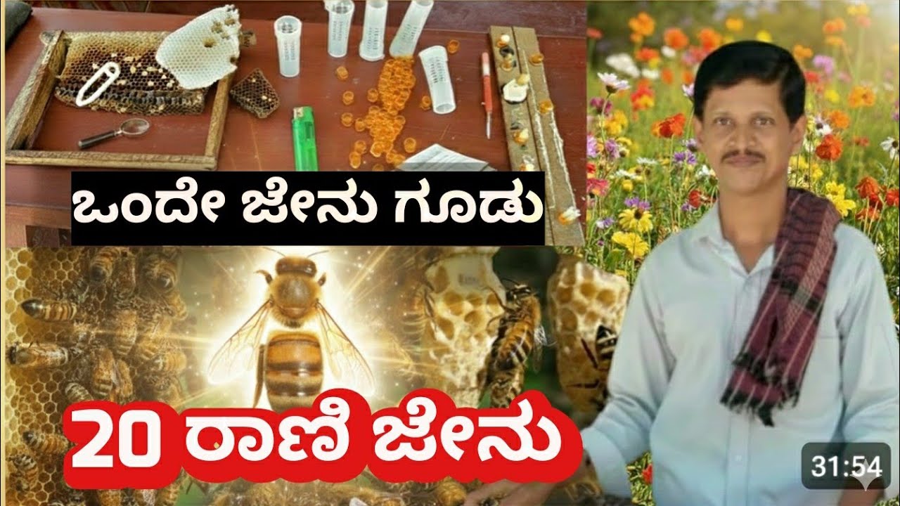 ಒಂದೇ ಗೂಡಿನಲ್ಲಿ 20 ರಾಣಿ ಜೇನುಗಳು : Queen bee rearing method