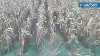 2016 corn harvest