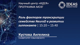 картинка: Роль факторов транскрипции семейства NeuroD в развитии гиппокампа