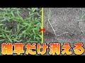 【抑草剤】作物は残して雑草だけ生えなくする【マルチいらず】