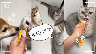 고양이랑 아기시바 츄르 나눠먹기 #아기시바