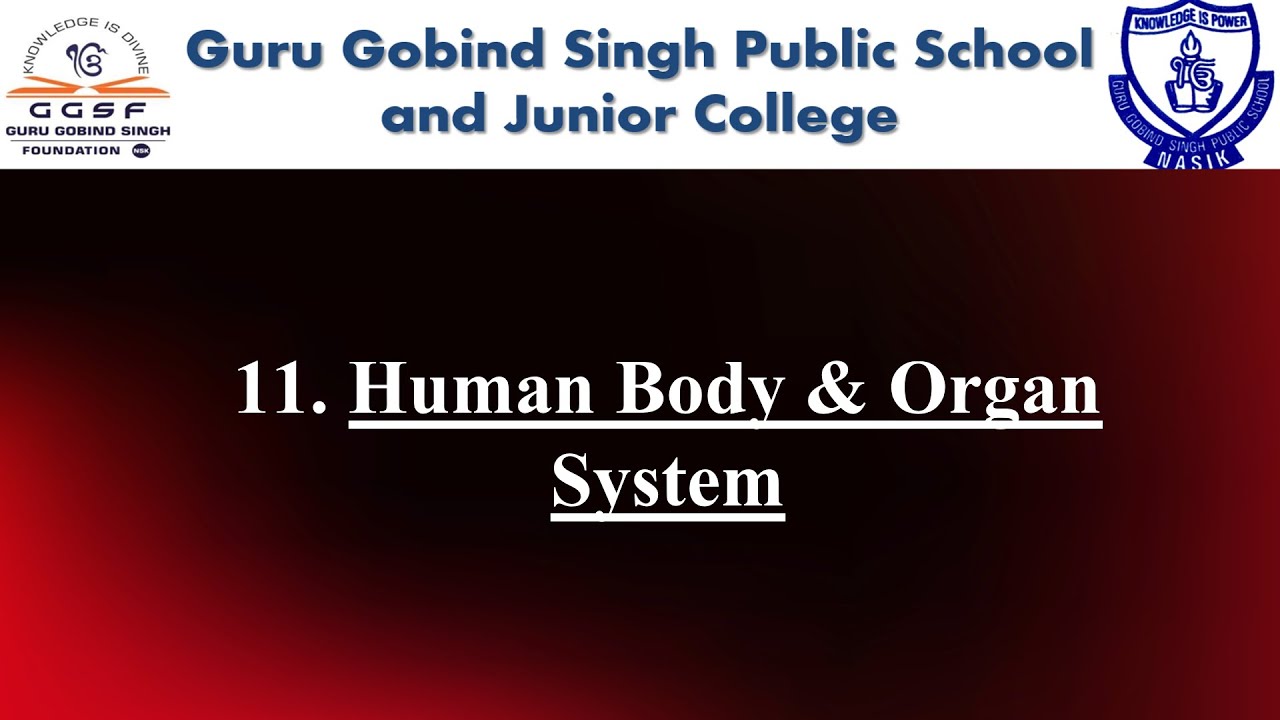 8th Science | Chapter no. 11 | Human Body & Organ System | SSC ...